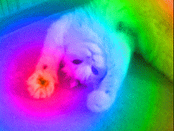  trippy kitty acid high lsd GIF