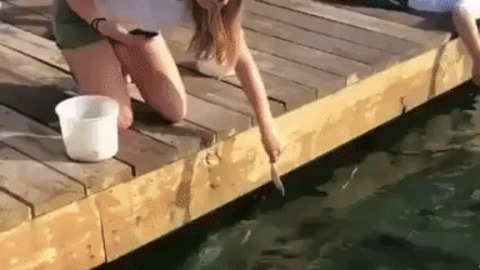 Feeding shark gone wrong