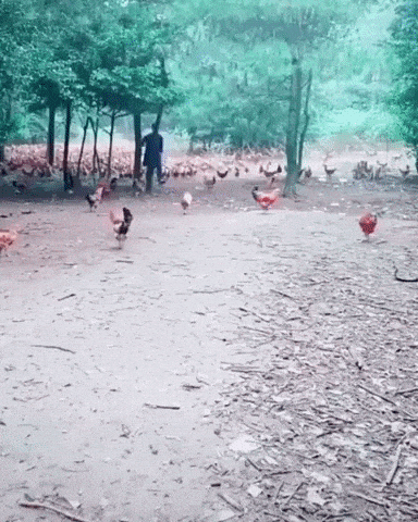 Chicken king in funny gifs