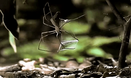 Gladiator Spider in animals gifs