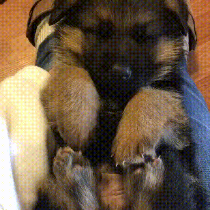 One of the cute German shepherd puppies is taking a nap.