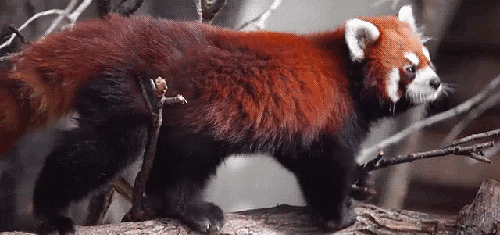 Red Panda GIF - Find & Share on GIPHY