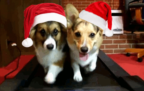 Image result for christmas dog gif