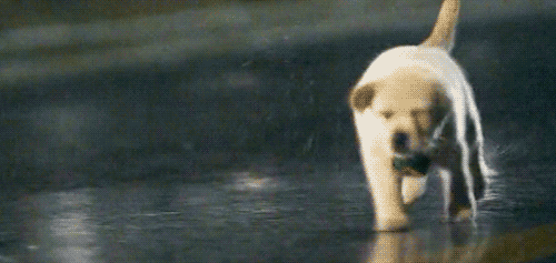 Golden Retriever Running GIF - Find & Share on GIPHY