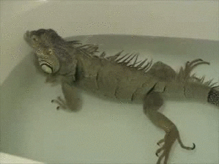 iguana na banheira