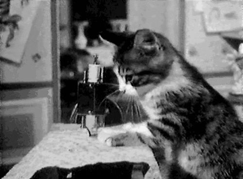 a kitten using a sewing machine