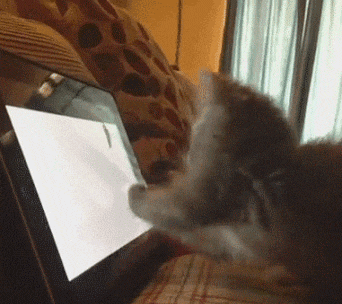 One A Hell Cat in cat gifs