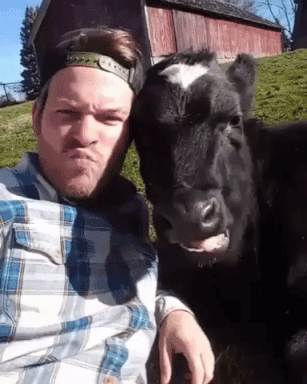 Hooman and cow are best buddies in animals gifs