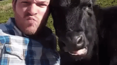 Hooman and cow are best buddies