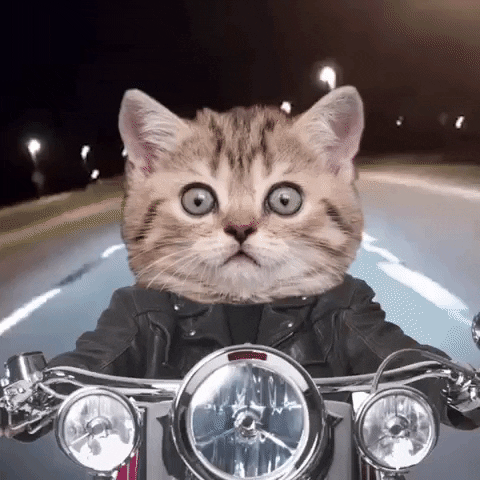 Ein GIF einer Motorrad fahrenden Katze.