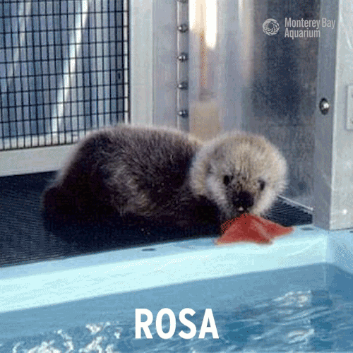 Sea Otter GIFs Find & Share on GIPHY
