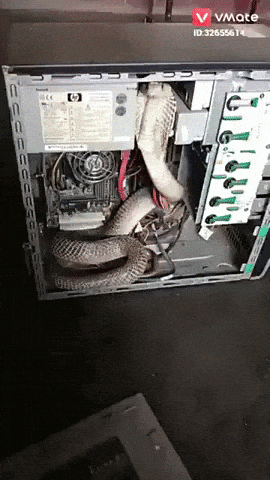 Someone installed Cobra instead of Python in wtf gifs