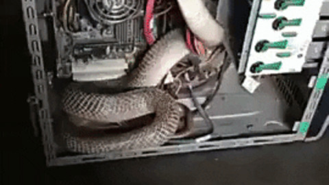 Someone installed Cobra instead of Python