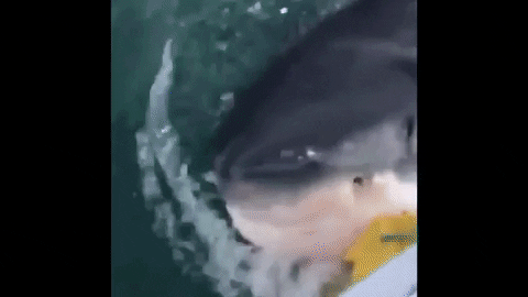 Jersey Shore Great White Shark Encounter Caught On Video - Thrillist