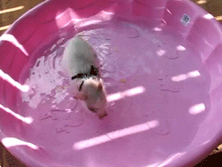 animals swimming pig piglet wading