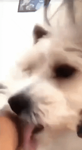 Suspicious doggo in dog gifs