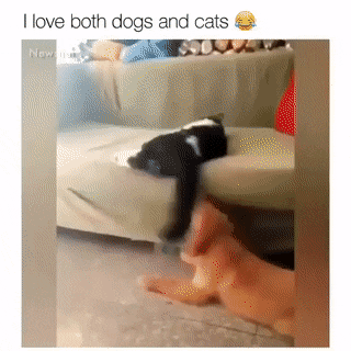 I love both dog and cats in cat gifs