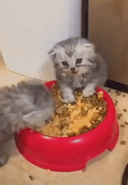When you eat like a monster in cat gifs