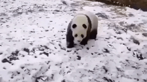 Panda being a panda