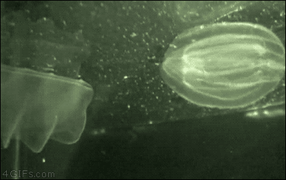 Cilia GIFs - Find & Share on GIPHY