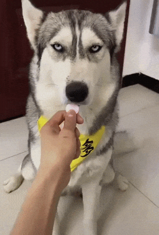 Something is not right in dog gifs