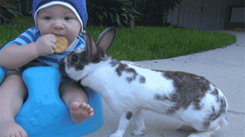 Bunny steals cookie