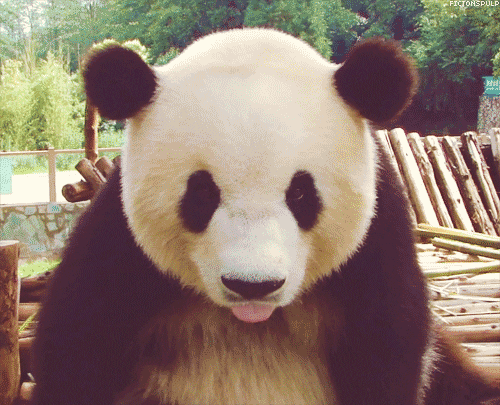 Panda GIF - Find & Share on GIPHY