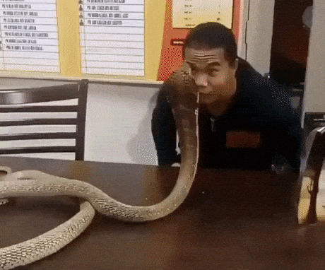 Dating a cobra be like in funny gifs