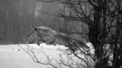 Wolf GIF - Find & Share on GIPHY