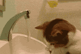 Cute Chubby Cat Playing with Tap Water and Wetting Itself