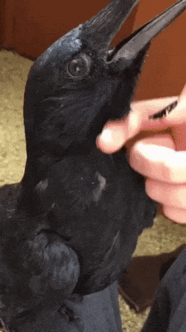 The ear of a crow in wow gifs