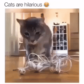 Cats are hillarious in cat gifs