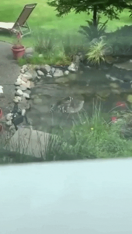 What kind of koi fish is this in funny gifs