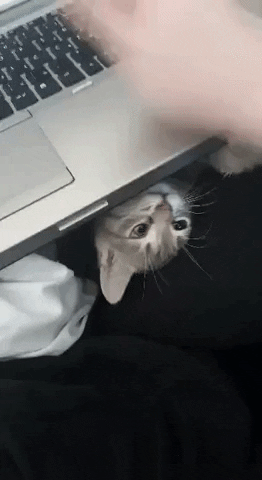Work from home is not easy in cat gifs