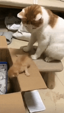 Mother Cat Pushes Baby Ginger Kitten Into The Box