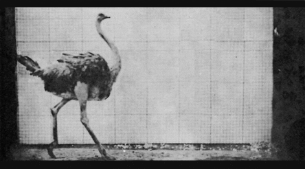 ostrich eadweard muybridge