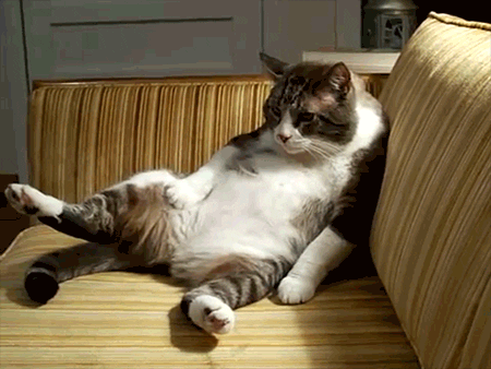  cat tired mood lazy couch GIF