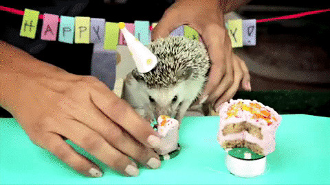 Not this best Gif