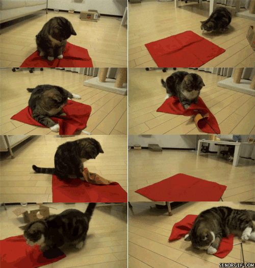 Cat Blanket GIF by Cheezburger Find & Share on GIPHY