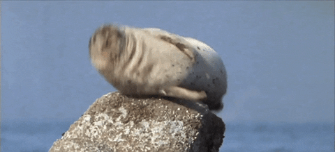 Wonderful Seal GIF - Find & Share on GIPHY