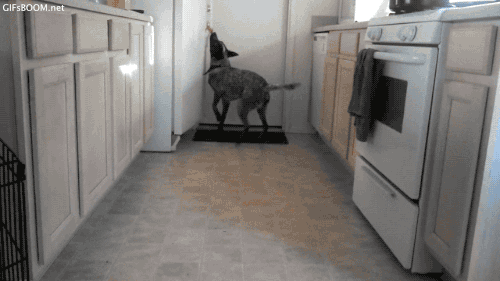 dog opening the refrigerator's door