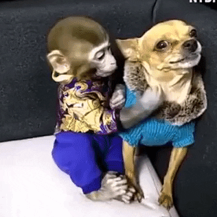 When Bae Is Angry in animals gifs