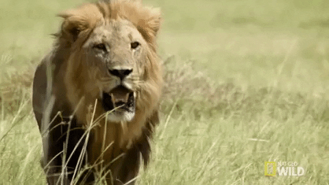 El león: ¿Rey de la selva o de la sabana? Aquí le explicamos