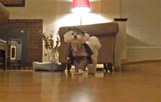 27张主人把狗狗打扮成超不像狗让人看了又恐怖又爆笑的万圣节造型