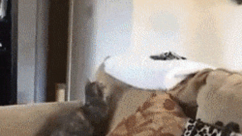 Amazing Catch best Gif