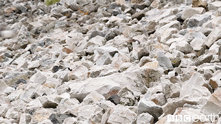 David Attenborough Wildlife GIF by BBC Earth