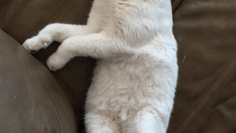 Sleeping kitty best Gif