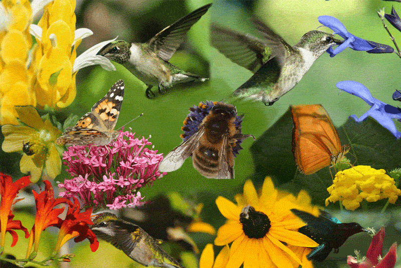 The Birds And The Bees GIFs - Find & Share on GIPHY
