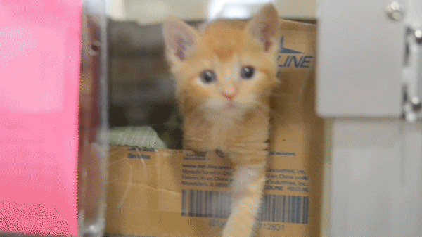 Cat Hello GIF by ASPCA - Find & Share on GIPHY