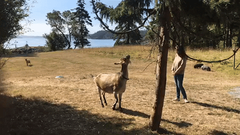 goat-federation slow motion goat